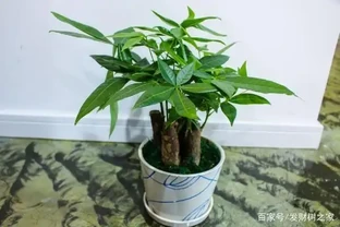 發財樹施什麼肥料好，發財樹四季施肥要點以及注意事項