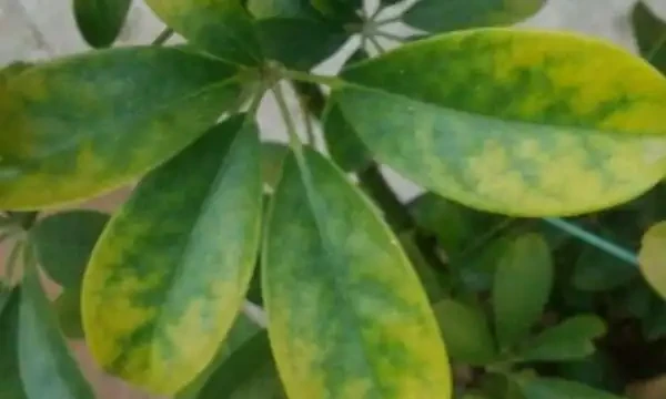 鵝掌木葉子發黃掉落怎麼辦？首先要想想，是不是給它改變環境了！