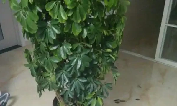 鵝掌木葉子發黃掉落怎麼辦？首先要想想，是不是給它改變環境了！