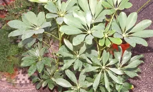鵝掌木葉子發黃掉落怎麼辦？首先要想想，是不是給它改變環境了！