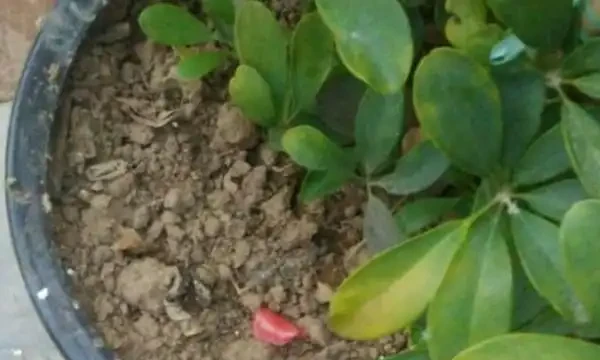 鵝掌木葉子發黃掉落怎麼辦？首先要想想，是不是給它改變環境了！