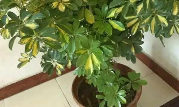 鵝掌木葉子發黃掉落怎麼辦？首先要想想，是不是給它改變環境了！