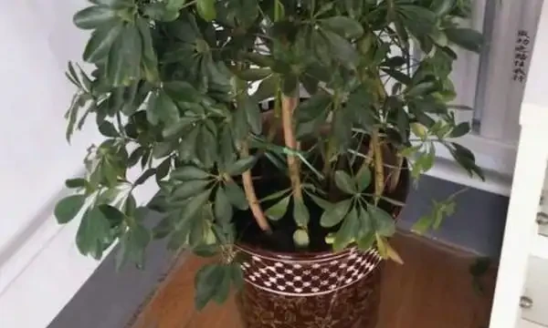 鵝掌木葉子發黃掉落怎麼辦？首先要想想，是不是給它改變環境了！