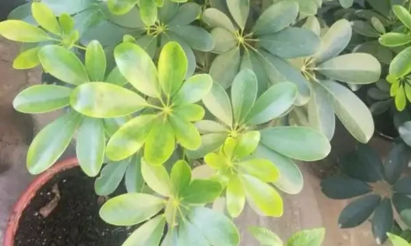 鵝掌木葉子發黃掉落怎麼辦？首先要想想，是不是給它改變環境了！