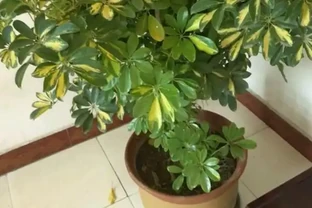 鵝掌木葉子發黃掉落怎麼辦？首先要想想，是不是給它改變環境了！