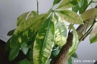 發財樹有斑點怎麼辦，發財樹葉子長斑原因以及解決方法