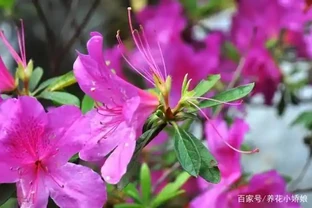 杜鵑花掉葉子、葉子下垂、葉子焦邊原因不相同，這份總結送給你！