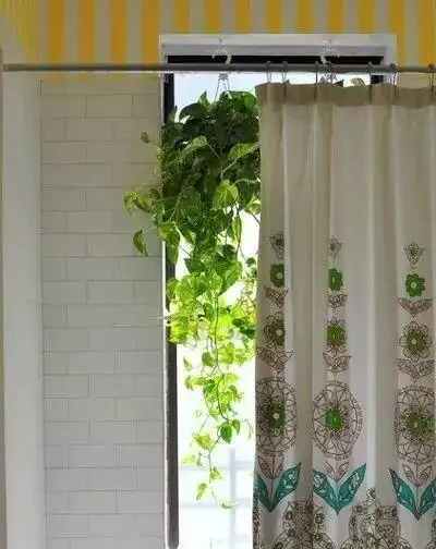 葉片有金黃色斑紋的黃金葛,是最完美的淨化植物之一