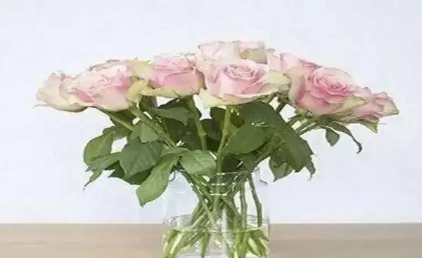 收到的玫瑰花束可以試著水耕,就算不能長根,也能保持新鮮!