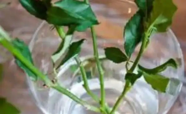 收到的玫瑰花束可以試著水耕,就算不能長根,也能保持新鮮!