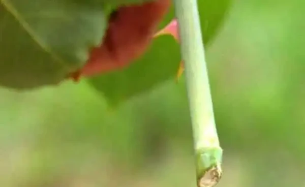 收到的玫瑰花束可以試著水耕,就算不能長根,也能保持新鮮!