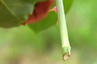 收到的玫瑰花束可以試著水耕，就算不能長根，也能保持新鮮！