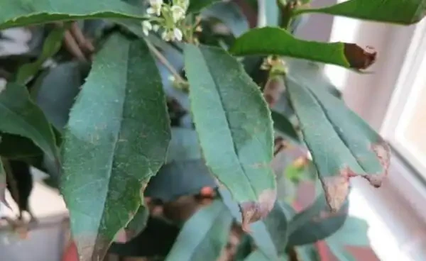 木樨葉子掉光還能活嗎,掉葉子原因以及補救方法