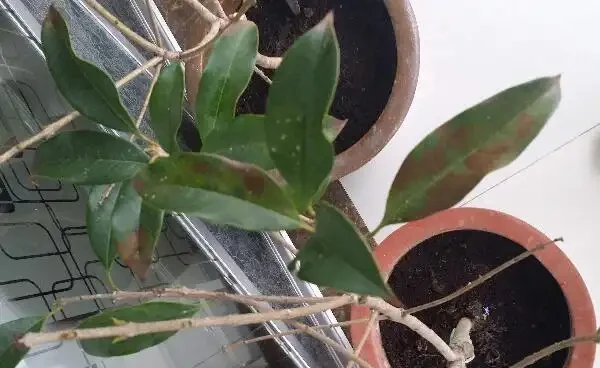 木樨葉子掉光還能活嗎,掉葉子原因以及補救方法
