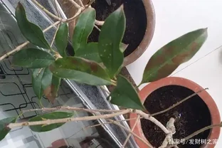 木樨葉子掉光還能活嗎，掉葉子原因以及補救方法