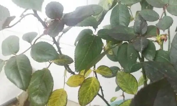玫瑰葉子發黃啦?這4個原因最常見!發現情況趁早補救!