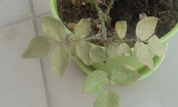 玫瑰葉子發黃啦?這4個原因最常見!發現情況趁早補救!