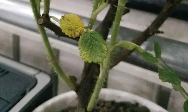 玫瑰葉子發黃啦?這4個原因最常見!發現情況趁早補救!