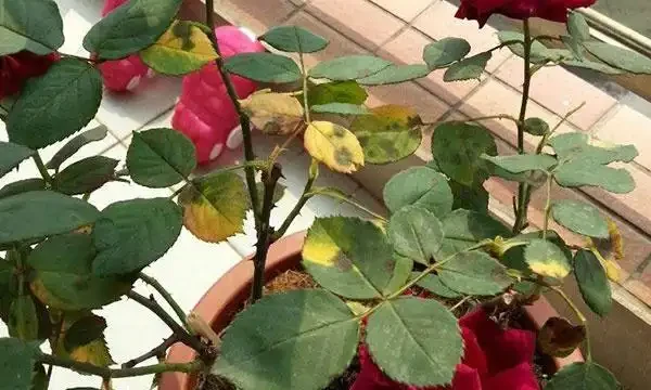 玫瑰葉子發黃啦?這4個原因最常見!發現情況趁早補救!
