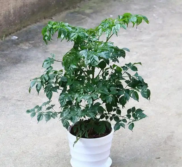 幸福樹用什麼肥料好？這樣施肥，葉子油綠長得好！