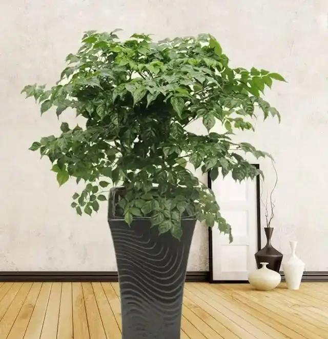 幸福樹用什麼肥料好？這樣施肥，葉子油綠長得好！