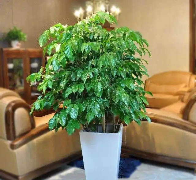 幸福樹用什麼肥料好？這樣施肥，葉子油綠長得好！
