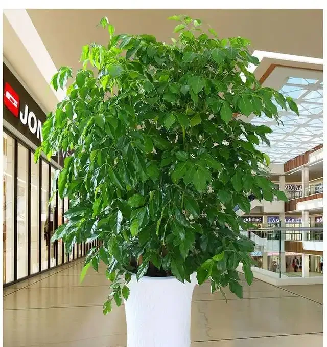 幸福樹用什麼肥料好？這樣施肥，葉子油綠長得好！