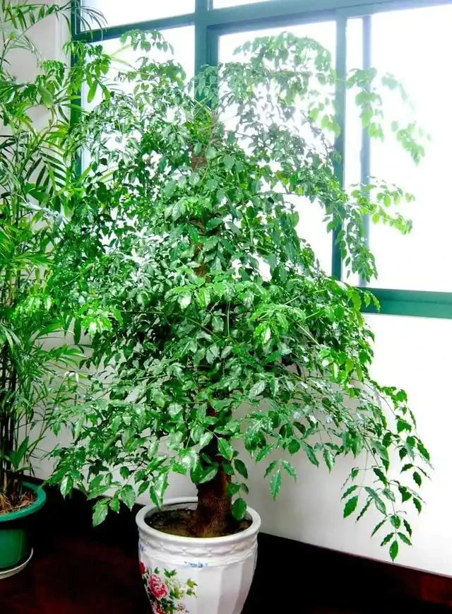 幸福樹用什麼肥料好？這樣施肥，葉子油綠長得好！