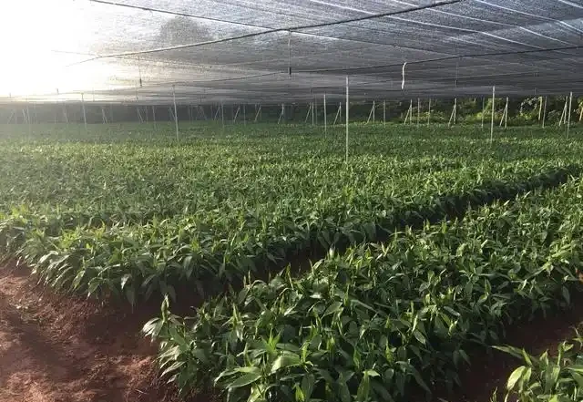 土耕萬年竹