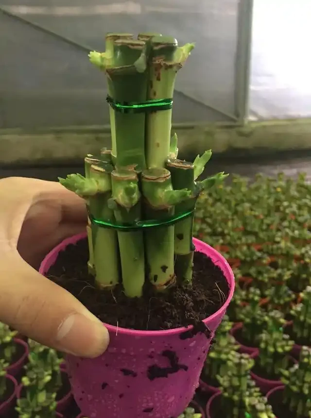萬年竹土耕
