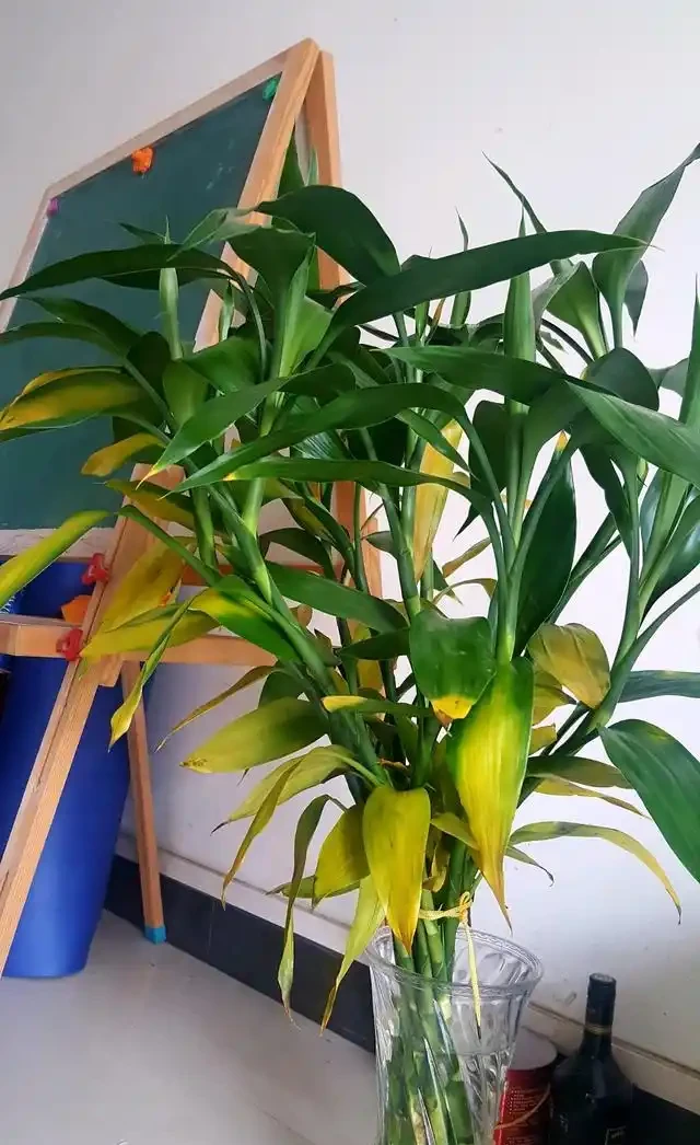 萬年竹葉片發黃