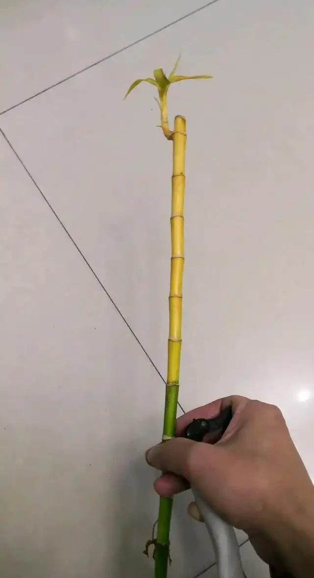 萬年竹主幹發黃