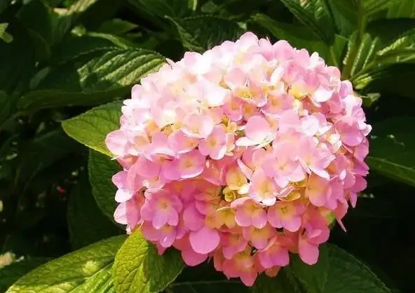 學會插枝「5種花」，剪下1根枝條，晾2天插土裡，7天長出根系！