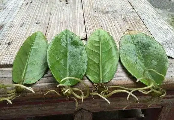 學會插枝「5種花」，剪下1根枝條，晾2天插土裡，7天長出根系！