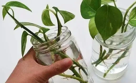 學會插枝「5種花」，剪下1根枝條，晾2天插土裡，7天長出根系！