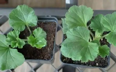 學會插枝「5種花」，剪下1根枝條，晾2天插土裡，7天長出根系！