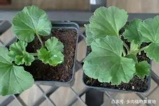 學會插枝「5種花」，剪下1根枝條，晾2天插土裡，7天長出根系！