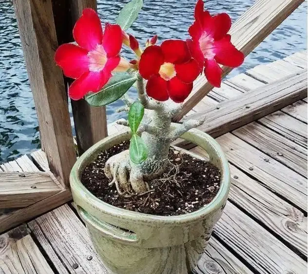 沙漠玫瑰葉子發黃