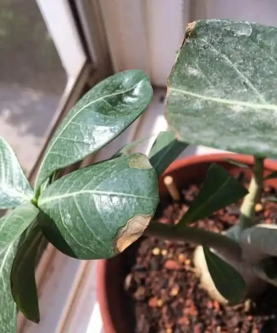 沙漠玫瑰葉子發黃