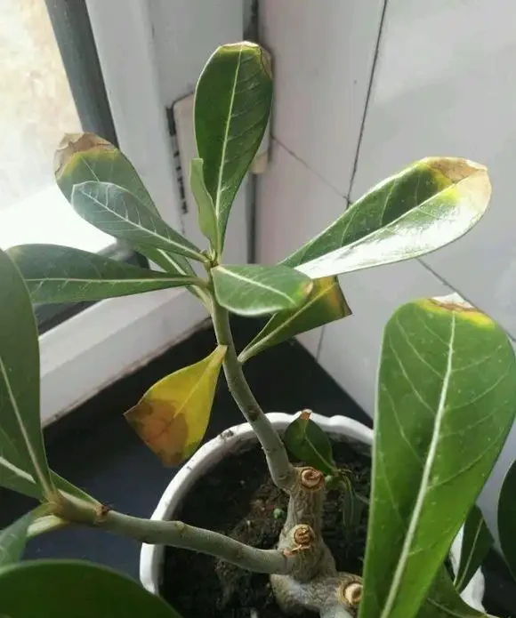 沙漠玫瑰葉子發黃