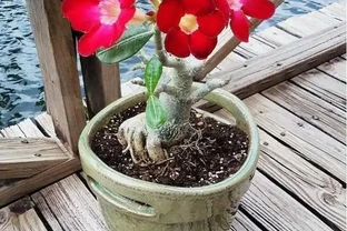 沙漠玫瑰葉子邊緣乾枯發黃小心整盆死，防治要「快、狠、準」！