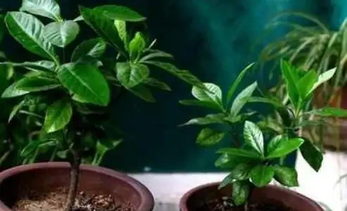 想養梔子花,一個枝扔水裡、盆裡,20天長根,半年後滿盆又開花