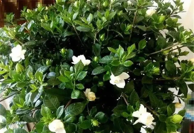 想養梔子花,一個枝扔水裡、盆裡,20天長根,半年後滿盆又開花