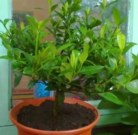 想養梔子花,一個枝扔水裡、盆裡,20天長根,半年後滿盆又開花