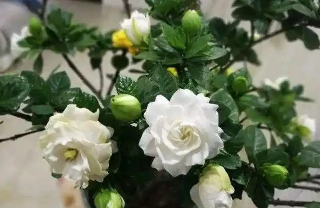 想養梔子花,一個枝扔水裡、盆裡,20天長根,半年後滿盆又開花