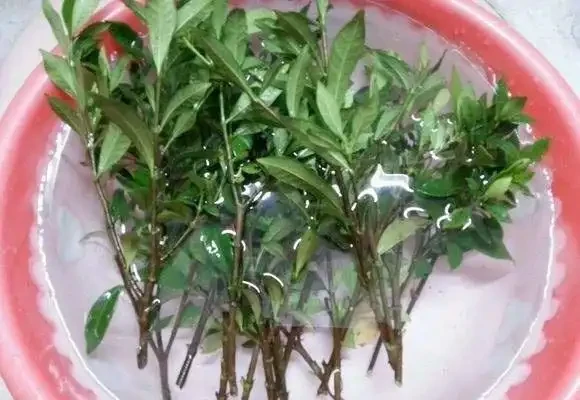 想養梔子花,一個枝扔水裡、盆裡,20天長根,半年後滿盆又開花
