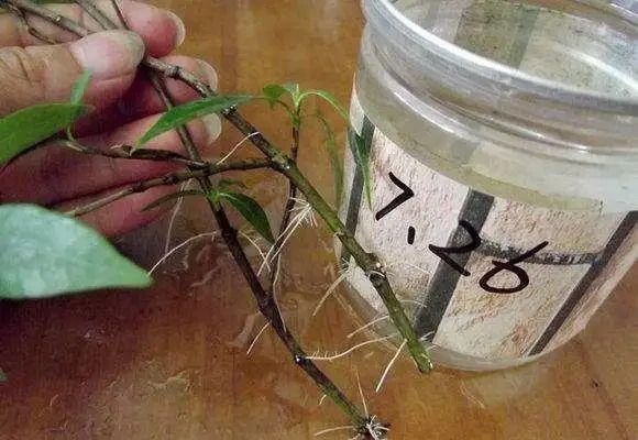 想養梔子花,一個枝扔水裡、盆裡,20天長根,半年後滿盆又開花