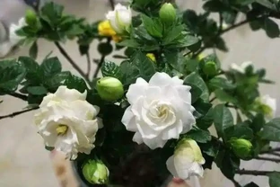 想養梔子花，一個枝扔水裡、盆裡，20天長根，半年後滿盆又開花