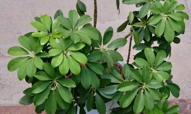 常附在其它植物生長,老農用它治風溼,城裡人卻只當它是盆栽
