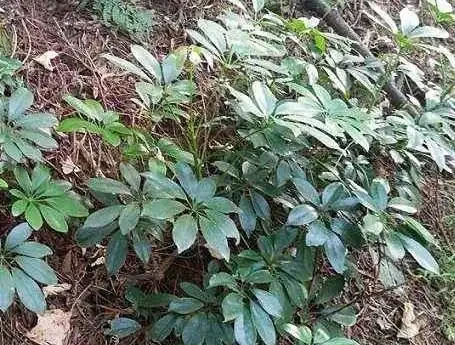 常附在其它植物生長,老農用它治風溼,城裡人卻只當它是盆栽